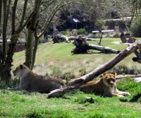 San Diego Zoo Safari Park